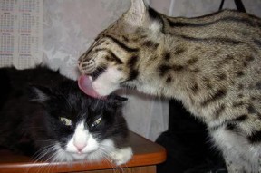 leyu乐鱼官网登录入口-斯特林的表现让英格兰队充满希望