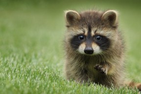 乐鱼（中国）体育官方网站-门将与后卫之间战术沟通是否成为反击第一环节，门将和后卫