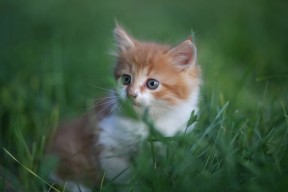 乐鱼体育平台app下载-五大联赛球迷文化对球队士气的实际作用，球队文化的几要素