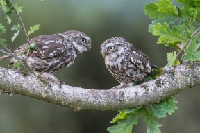 乐鱼体育App下载-卢森堡男篮史上首次亮相国际大赛，备战中展现实力