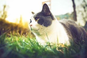 乐鱼电竞在线平台-五大联赛是否将传球前的身体预备动作纳入训练重点，传球的五大要素