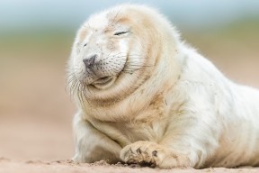 Leyu Sports (乐鱼体育)-足球俱乐部青训体系日臻完善，足球俱乐部青训发展计划