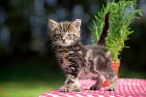 乐鱼app-库里现场教学三分技巧引爆掌声，库里的技巧