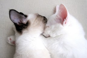 乐鱼体育平台官网-中国足球明星球员赴海外联赛锻炼，中国足坛海外球员