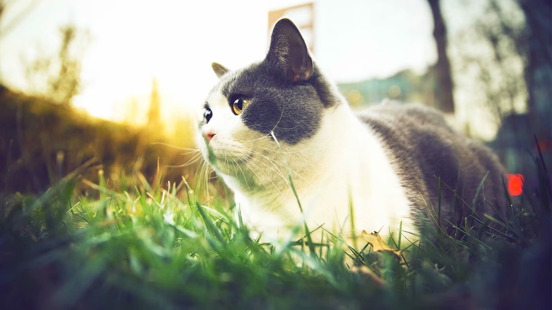 五大联赛是否将传球前的身体预备动作纳入训练重点，传球的五大要素