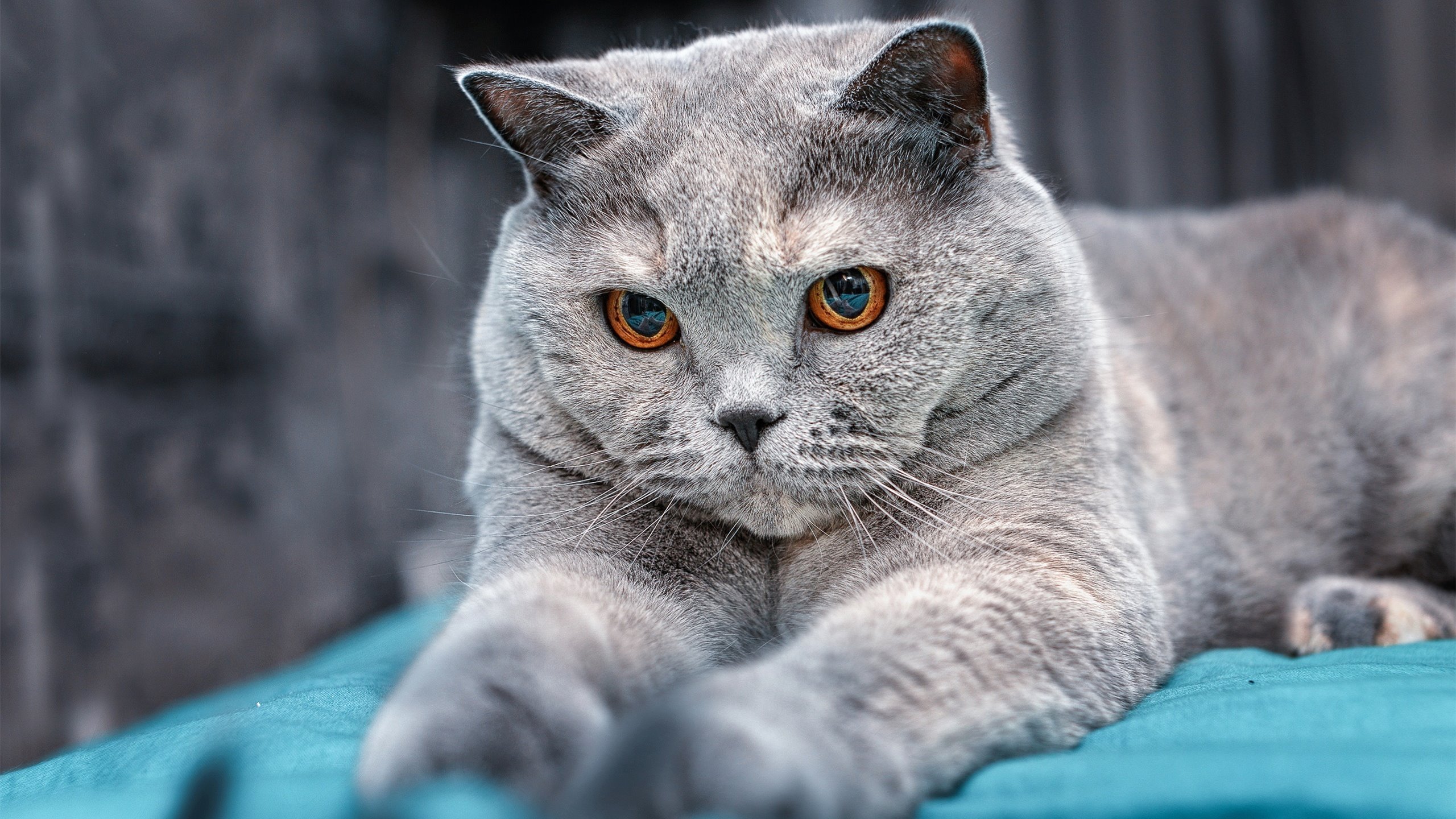 体育医疗保障体系升级经验交流提升备战质量，体育医疗包括