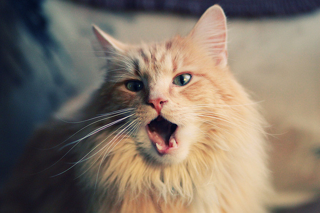 国家队战绩为何无法匹配投入,进不了国家队