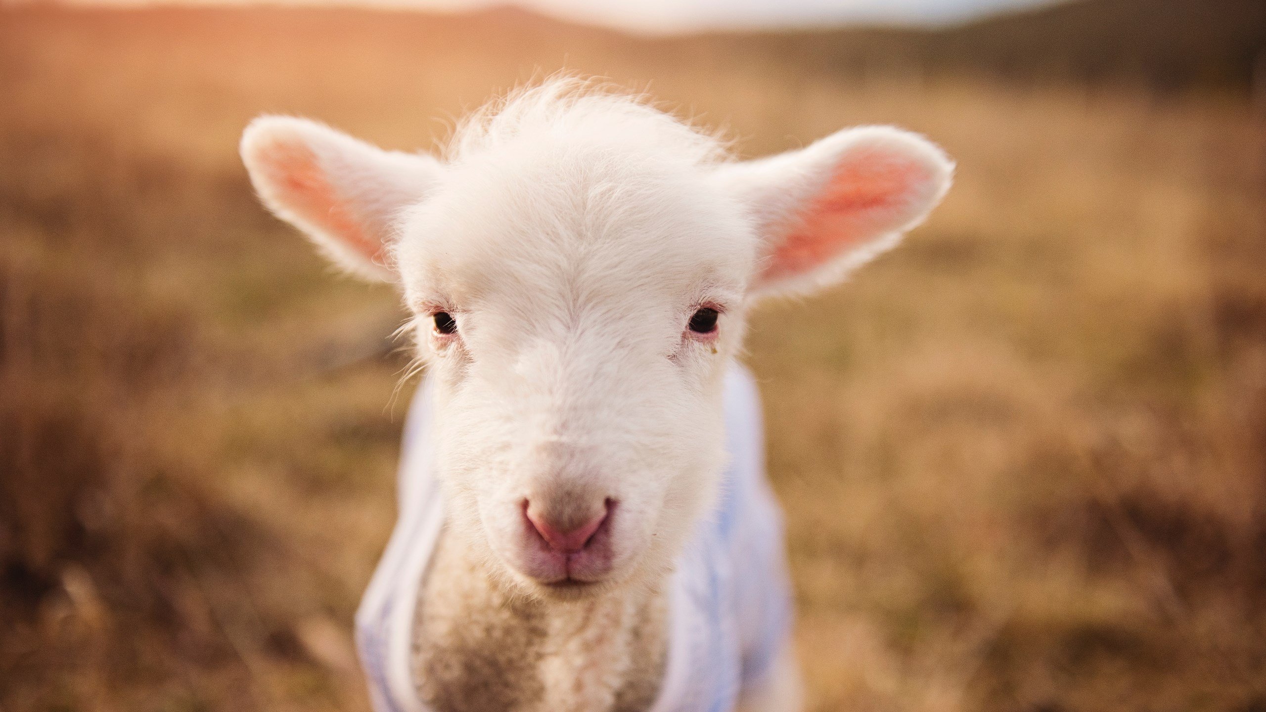 蝶泳滑行时间占比增加明显，蝶泳划水时机