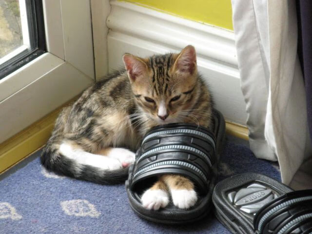 青少年自由搏击公开赛动作规范安全第一,少年自由搏击培训班