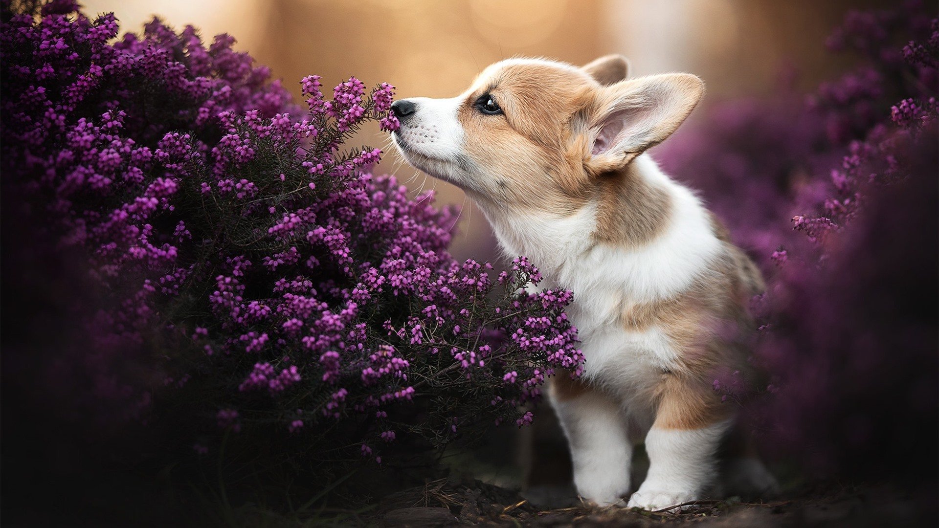 世界杯场场爆炸:明星球员震撼全场的瞬间,世界杯突发