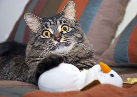 勇士官方账号发布球员搞笑训练集锦，勇士队训练