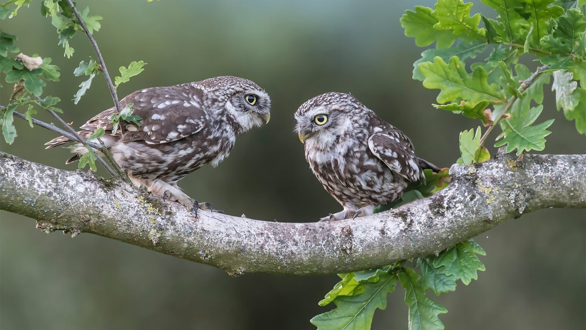 卢森堡男篮史上首次亮相国际大赛,备战中展现实力