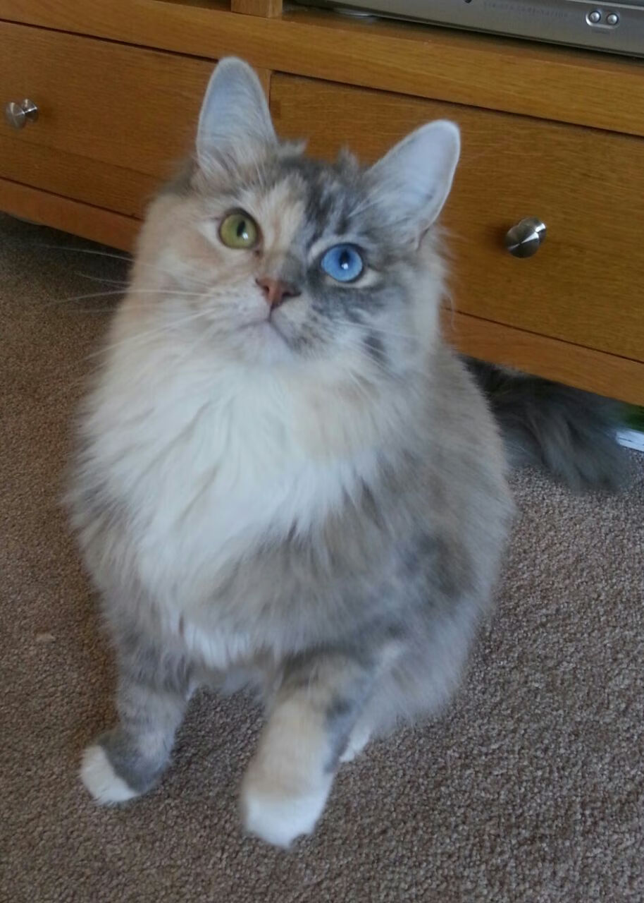 墨西哥游泳与跳水双线争光,墨西哥跳水崛起