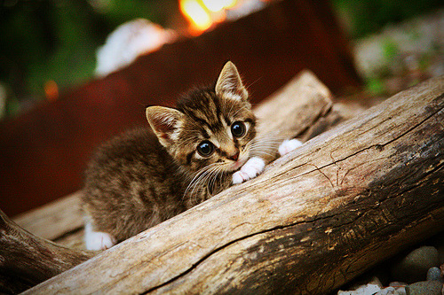 奥卡拉汉全程保持强劲节奏,奥卡拉汉州长