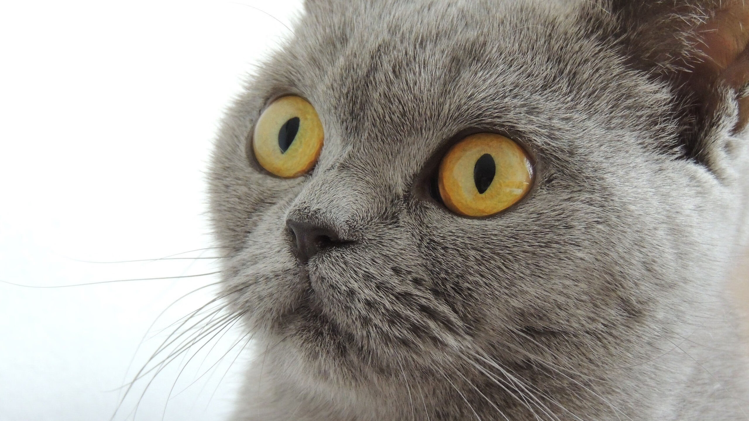 女子橄榄球迈向职业化新时代,女子橄榄球队