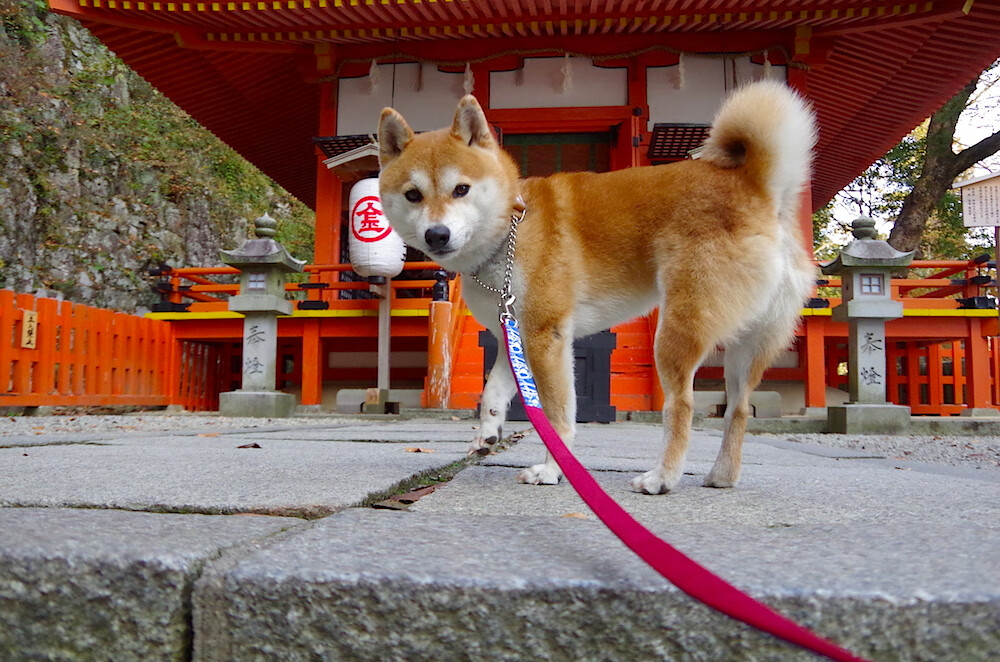 巴西队在南美预赛中领先,提前锁定出线