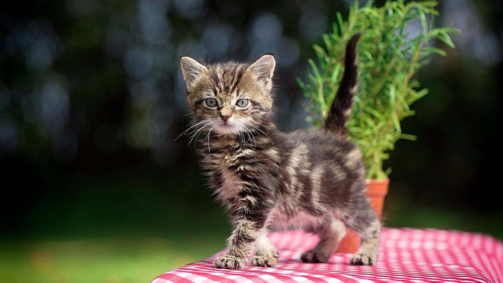 库里现场教学三分技巧引爆掌声，库里的技巧