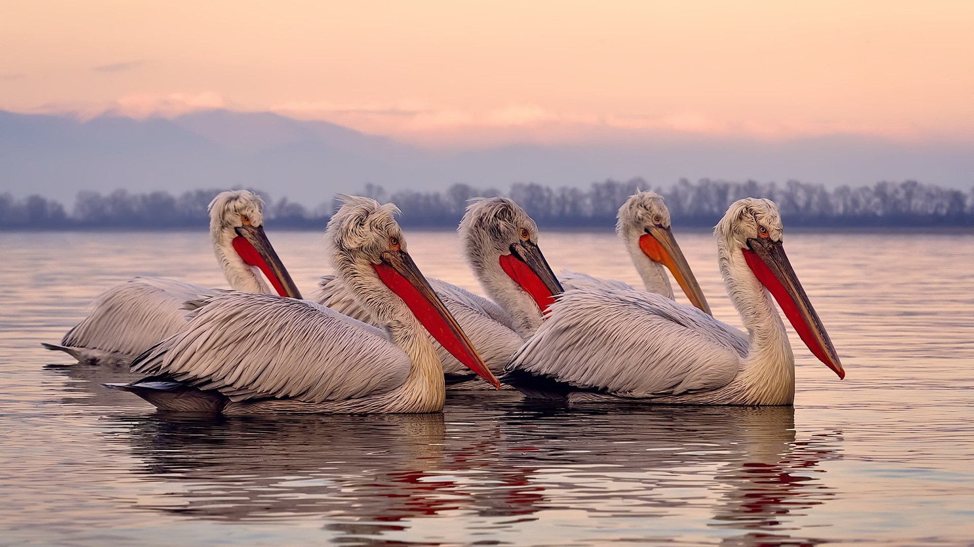 意甲快攻破门：瞬间突破，震撼全场！，意甲射门榜