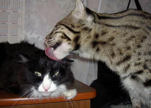 斯特林的表现让英格兰队充满希望