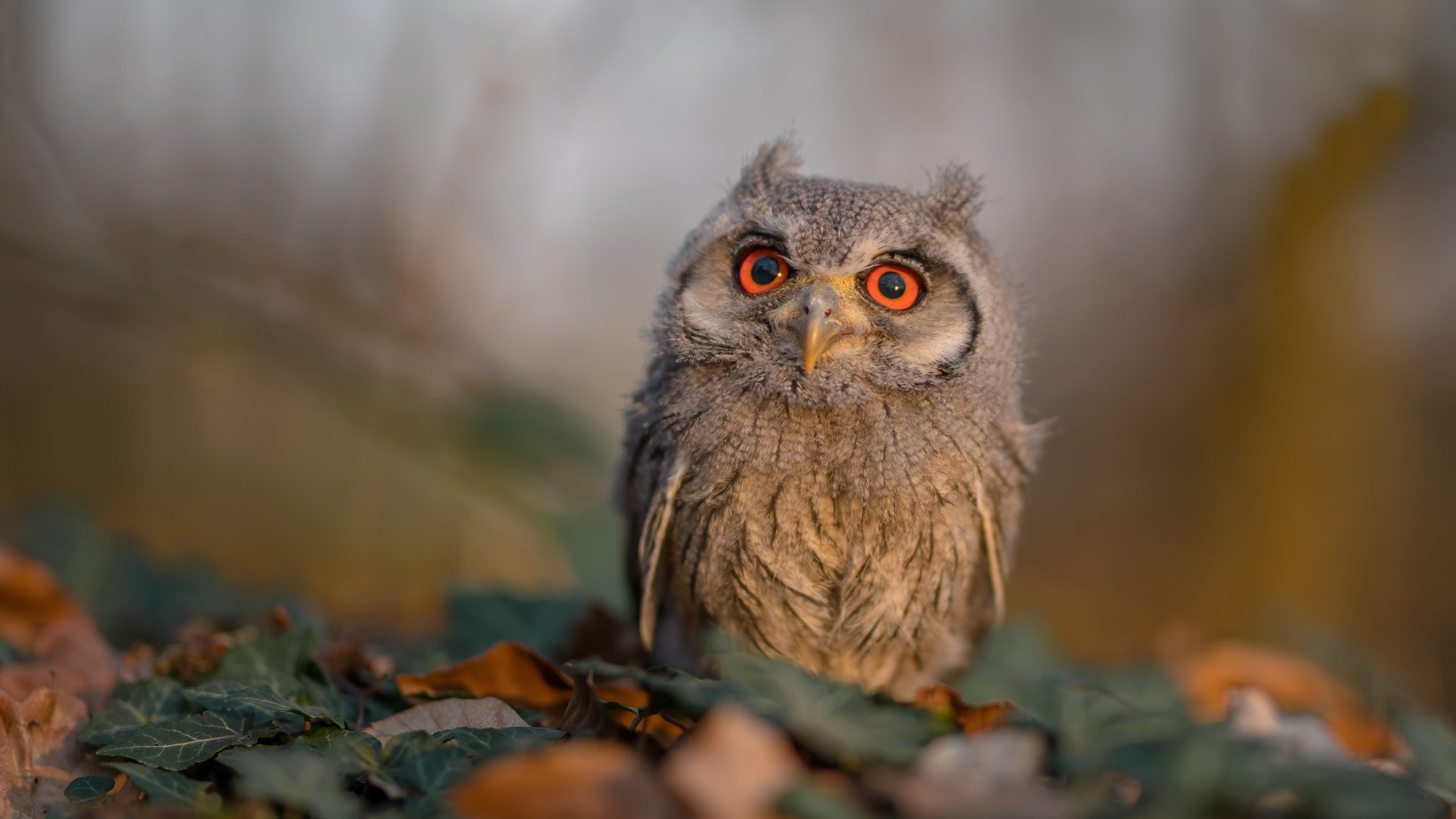 李娜自曝比赛前常听音乐放松心情，李娜自曝比赛前常听音乐放松心情视频